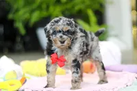 Jackson, a male Miniature Aussiedoodle for sale in Dundee, OH – Photo 5 of 5