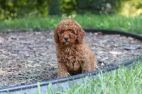 Benji, a male Miniature Goldendoodle for sale in Dundee, OH – 2 of 10