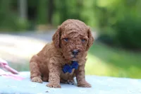 Benji, a male Miniature Goldendoodle for sale in Dundee, OH – 5 of 10