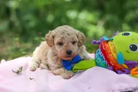 AKC Kent, a male Poodle - Toy  for sale in Dundee, OH – 4 of 10