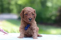 Benji, a male Miniature Goldendoodle for sale in Dundee, OH – 4 of 10