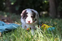 Wyatt, a male Bernedoodle for sale in Dundee, OH – 3 of 10