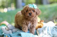 Lilly, a female Poodle - Toy  for sale in Dundee, OH – 4 of 10