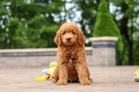 Caleb, a male Miniature Goldendoodle for sale in Dundee, OH – 7 of 10