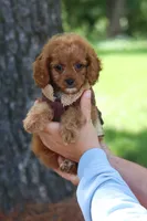Victor, a male Cavapoo for sale in Dundee, OH – 3 of 10