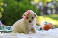 Aleah, a female Maltipoo for sale in Dundee, OH – 3 of 6