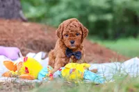 Ace, a male Goldendoodle for sale in Dundee, OH – 7 of 9