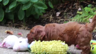 Sparky, a male Miniature Goldendoodle for sale in Dundee, OH – 10 of 10