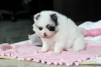 Daisy, a female Pomeranian for sale in Dundee, OH – 5 of 6