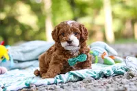 Cooper, a male Cavapoo for sale in Dundee, OH – 4 of 10