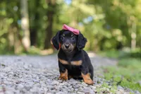 AKC Everly, a female Miniature Dachshund for sale in Dundee, OH – 3 of 8