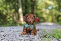 AKC Nemo, a male Miniature Dachshund for sale in Dundee, OH – 2 of 10