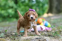 Vivian, a female Cavapoo for sale in Dundee, OH – 8 of 10