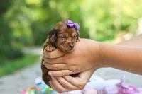 Elle, a female Miniature Dachshund for sale in Dundee, OH – 9 of 9