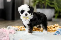 Thomas, a male Miniature Aussiedoodle for sale in Dundee, OH – Photo 3 of 6