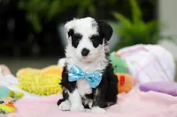 Thomas, a male Miniature Aussiedoodle for sale in Dundee, OH – Photo 1 of 6