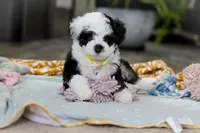 Thomas, a male Miniature Aussiedoodle for sale in Dundee, OH – Photo 2 of 6