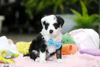 Thomas, a male Miniature Aussiedoodle for sale in Dundee, OH – Photo 5 of 6