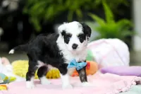 Thomas, a male Miniature Aussiedoodle for sale in Dundee, OH – Photo 6 of 6