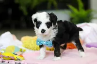 Thomas, a male Miniature Aussiedoodle for sale in Dundee, OH – Photo 4 of 6