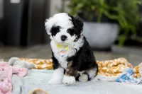 Thomas, a male Miniature Aussiedoodle for sale in Dundee, OH – Photo 5 of 6