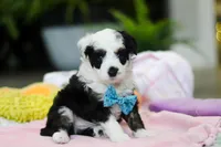 Thomas, a male Miniature Aussiedoodle for sale in Dundee, OH – Photo 2 of 6