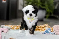 Thomas, a male Miniature Aussiedoodle for sale in Dundee, OH – Photo 6 of 6