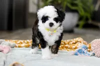 Thomas, a male Miniature Aussiedoodle for sale in Dundee, OH – Photo 4 of 6