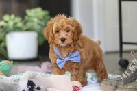 Kai, a male Cavapoo for sale in Dundee, OH – Photo 8 of 9