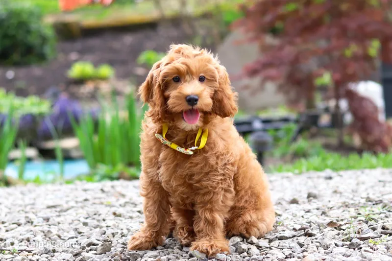 Kai – Cavapoo puppy for sale in Dundee, OH