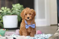 Kai, a male Cavapoo for sale in Dundee, OH – Photo 3 of 9