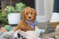 Kai, a male Cavapoo for sale in Dundee, OH – Photo 7 of 9