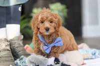 Kai, a male Cavapoo for sale in Dundee, OH – Photo 5 of 9