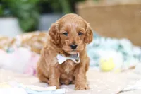 Kai, a male Cavapoo for sale in Dundee, OH – Photo 2 of 5