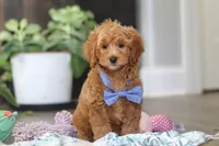 Kai, a male Cavapoo for sale in Dundee, OH – Photo 4 of 9