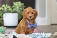 Kai, a male Cavapoo for sale in Dundee, OH – Photo 2 of 9