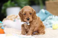 Kai, a male Cavapoo for sale in Dundee, OH – Photo 1 of 5