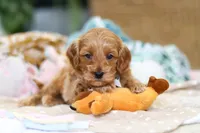 Kai, a male Cavapoo for sale in Dundee, OH – Photo 4 of 5