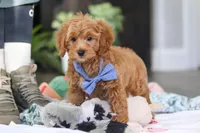 Kai, a male Cavapoo for sale in Dundee, OH – Photo 6 of 9