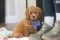 Kai, a male Cavapoo for sale in Dundee, OH – Photo 9 of 9