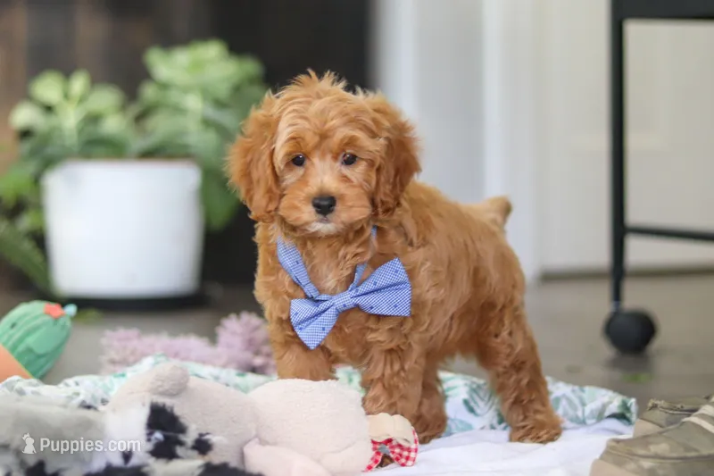 Kai – Cavapoo puppy for sale in Dundee, OH
