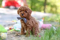 Kevin, a male Poodle - Toy  for sale in Dundee, OH – 5 of 7