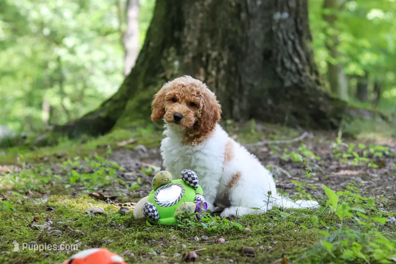 AKC Zoey – Poodle - Standard  puppy for sale in Dundee, OH