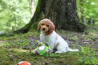 AKC Zoey, a female Poodle - Standard  for sale in Dundee, OH – 1 of 7