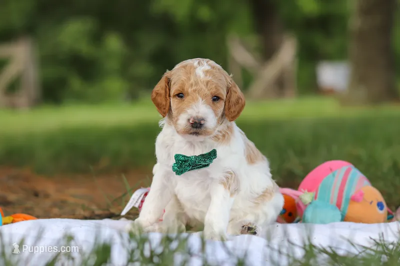 Nash – Poodle - Standard  puppy for sale in Dundee, OH