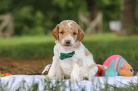 AKC Nash, a male Poodle - Standard  for sale in Dundee, OH – 1 of 8