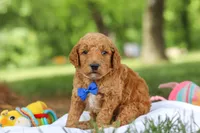 AKC Blaze, a male Poodle - Standard  for sale in Dundee, OH – 2 of 8