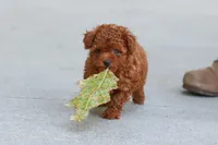 Grace, a female Poodle - Toy  for sale in Dundee, OH – 3 of 9