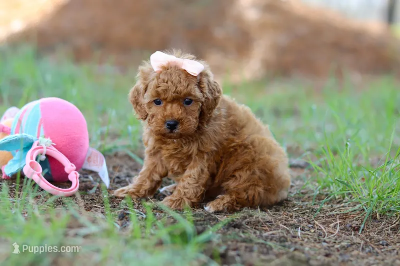 Nala – Poodle - Toy  puppy for sale in Dundee, OH