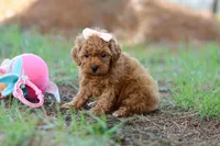 Nala, a female Poodle - Toy  for sale in Dundee, OH – Photo 3 of 7